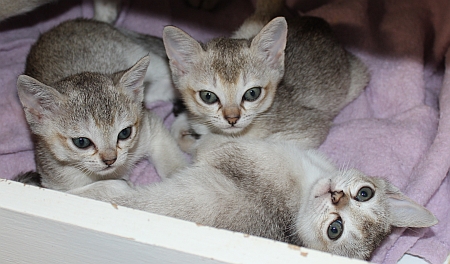 Singapura Kittens